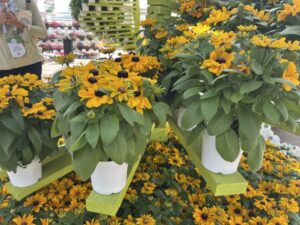 Rudbeckia ‘Claire™ Orange’ (American Takii)