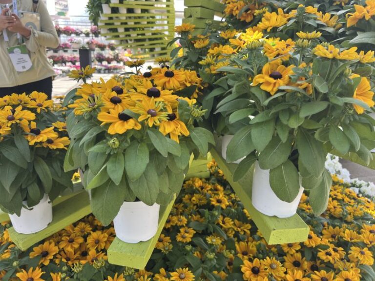 Rudbeckia ‘Claire™ Orange’ (American Takii)