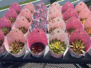 Sempervivum Supersemps® Collection (PlantHaven)