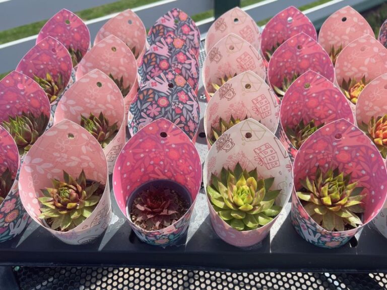 Sempervivum Supersemps® Collection (PlantHaven)