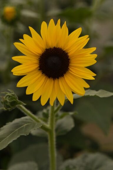 Sunflower Always Sunny Gold (PanAmerican Seed)