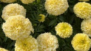 Using Biostimulants to Improve Growth in Tagetes