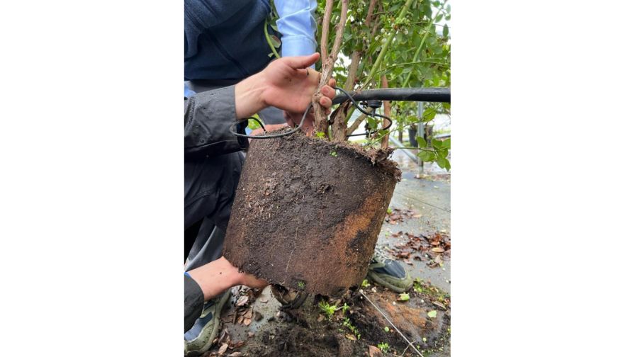 Root and rootzone inspection is one of the fastest ways to determine whether a slowdown is driven by water management, salinity stress, or biological decline.