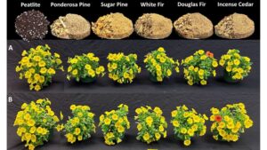 A Guide to Wood Substrates: Western U.S. Tree Species