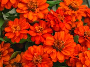 Zinnia Profusion DoubleFire (Sakata)