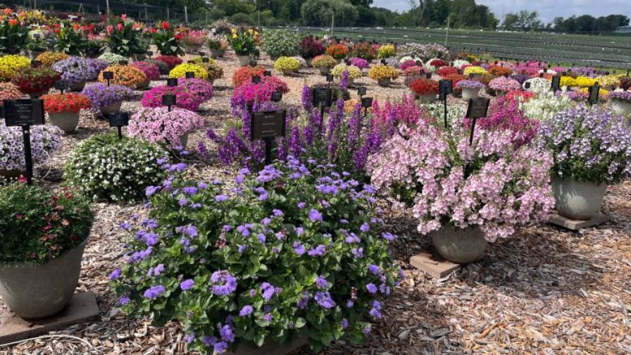 Varieties at the 2025 Michigan Garden Plant Tour.