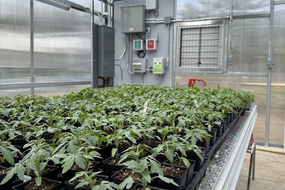 A pre-install assessment can help growers identify infrastructure issues before upgrading environmental controls.