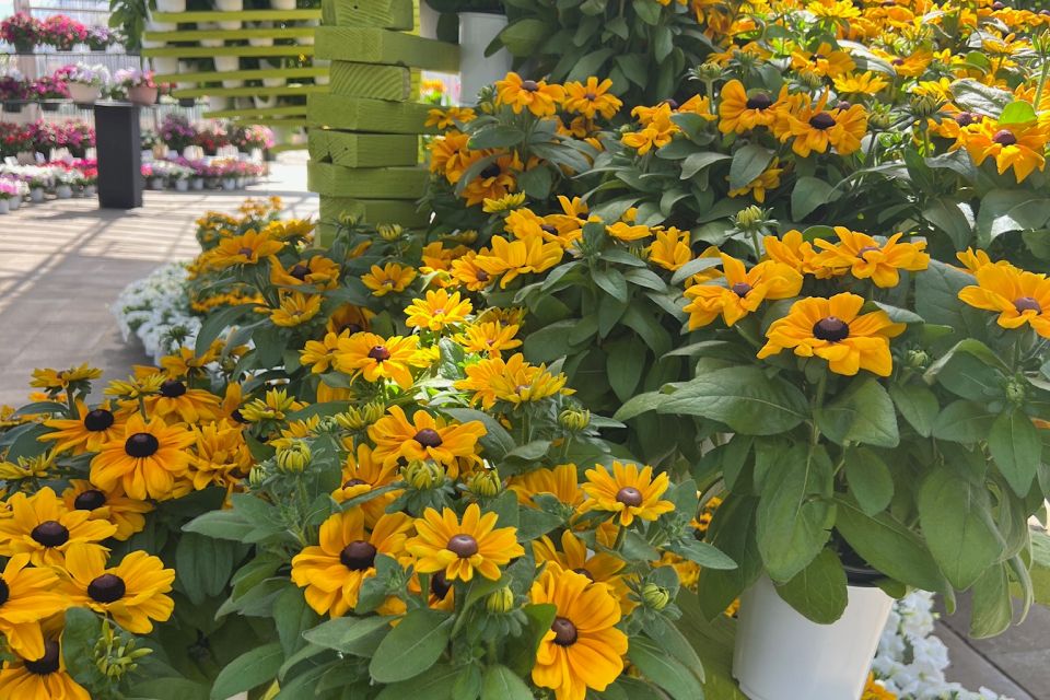 American Takii's Rudbeckia F1 Claire Orange