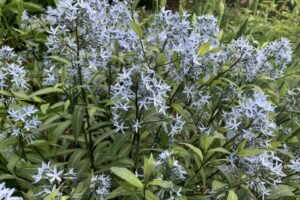Bluestar