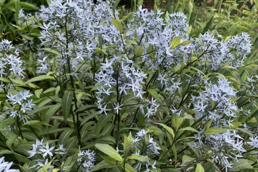 Bluestar