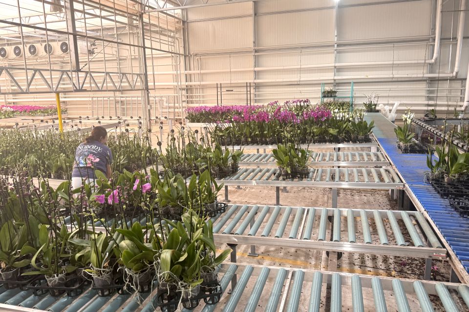 Automation investment at Color Orchids only makes sense if it helps the business without locking it into rigid production or packing decisions.