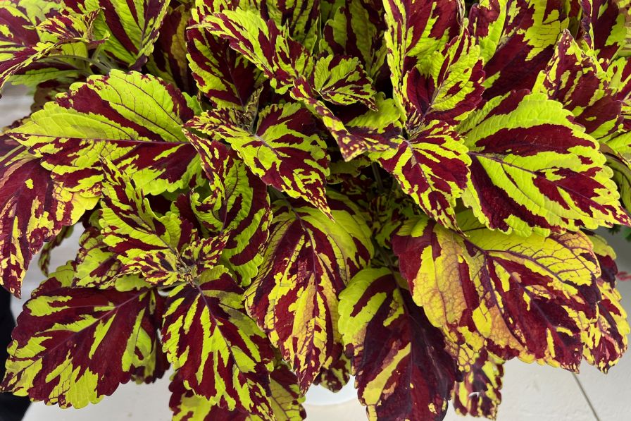Ball FloraPlant's ChargedUp Prismatic coleus