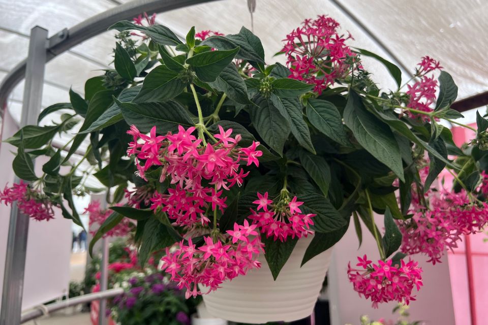 Benary's Graffiti Falls pentas