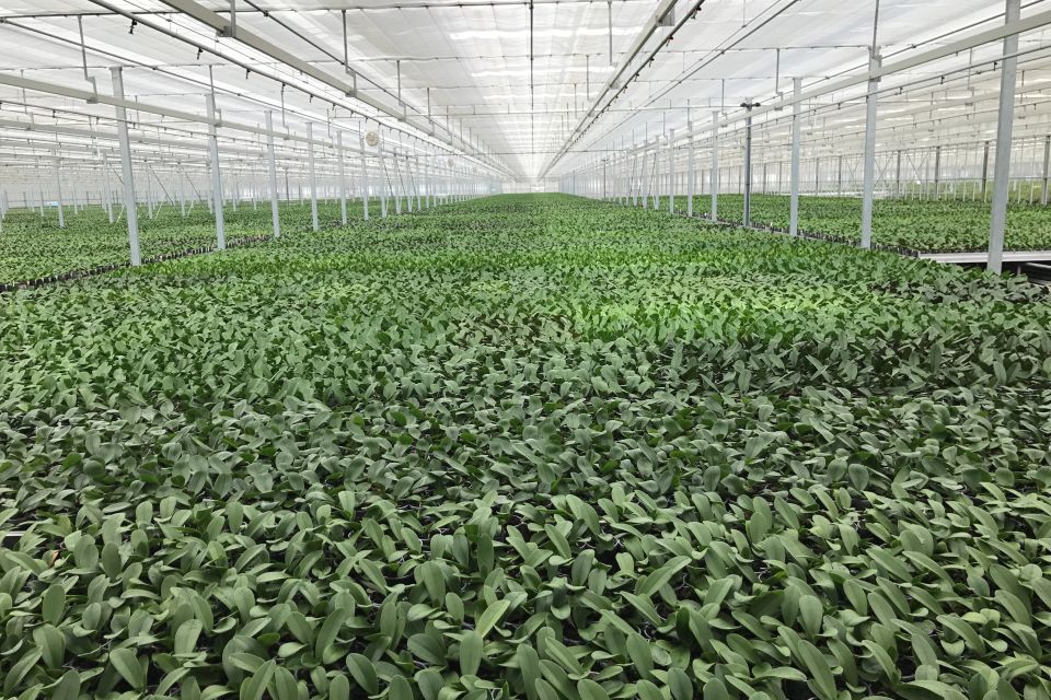 By the time Color Orchids plants reach a finishing facility, they have already been in production for more than a year.