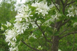Chinese fringetree