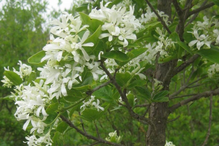 Chinese fringetree