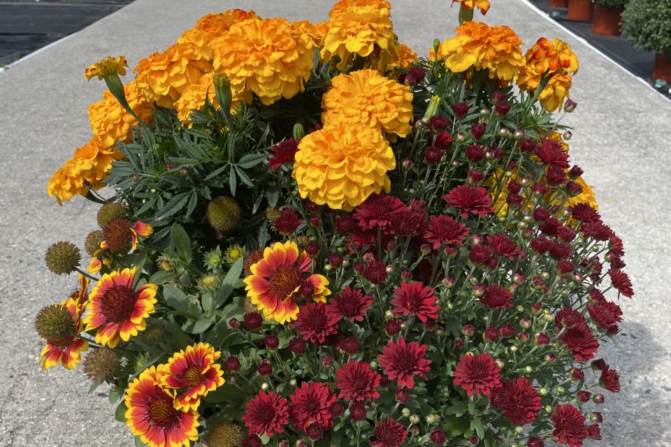 Cross-crop combinations, like this Patio Playbook planting from Syngenta Flowers, help expand the garden mum story at retail.