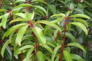 False daphne