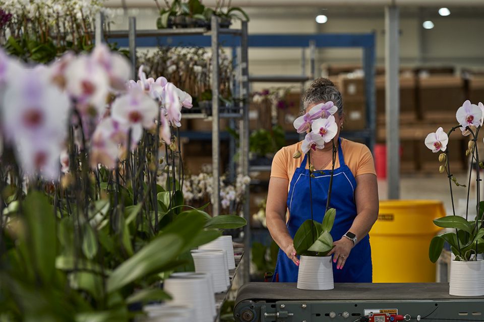 For Color Orchids, tracking consumer trends often comes down to color. Note: This can perhaps run with the sidebar on tracking trends.