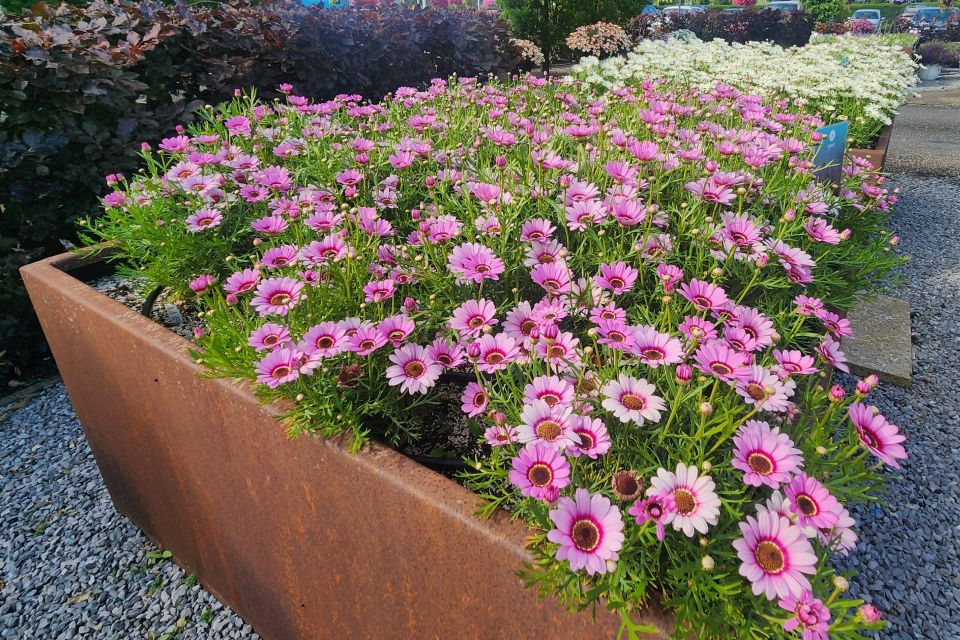 Grandaisy Pink Halo offers a mum-like look for spring and summer sales.