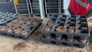 Insights on the State of Plastic Pots in Horticulture