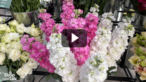 Videos from CAST 2026: Cut Flowers on Display at Sakata