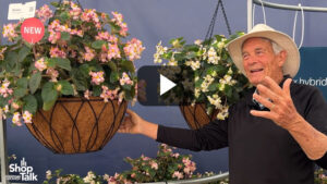 Videos from CAST 2026: Meet the Wookie Begonia Series at Benary