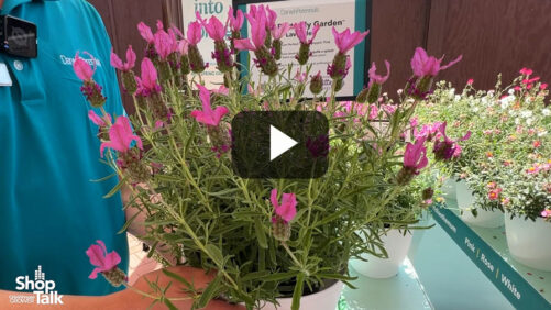 Videos from CAST 2026: Butterfly Garden Spanish Lavender at Darwin Perennials