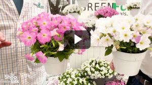 Videos from CAST 2026: Firefly Petunia Gets an Update at Green Fuse