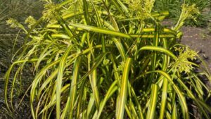 Intrinsic Perennial Gardens Debuts New Bulrush Variety