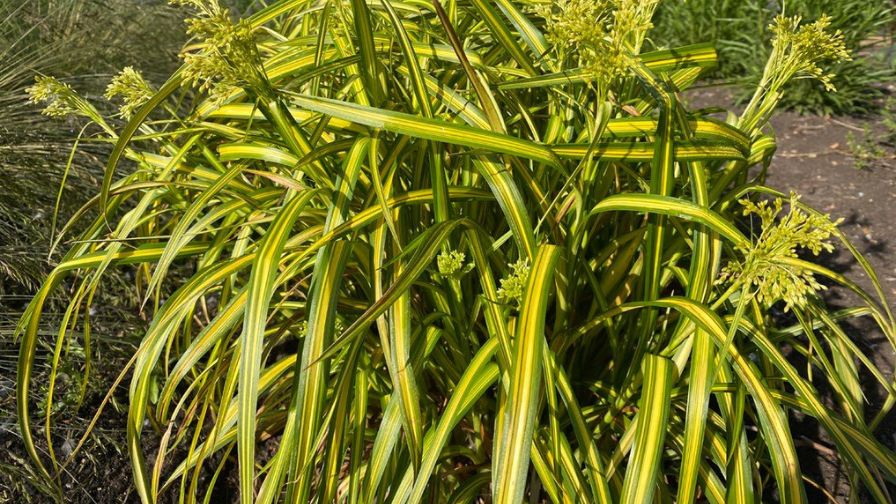 Scirpus pendulus ‘Stars and Stripes’.