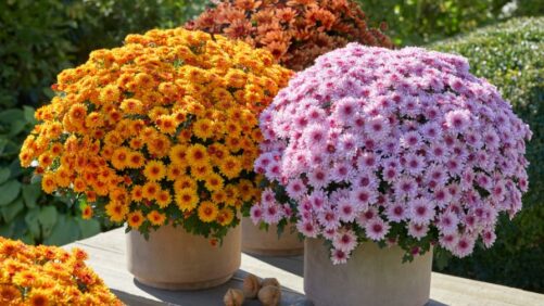 Mums That Move the Market