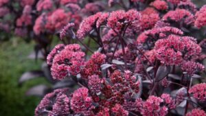 Why 2026 is the “Year of the Sedum”