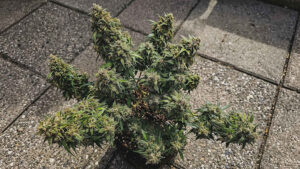 Best Autoflower Seeds: Classic Autoflower Strains to Grow This Summer
