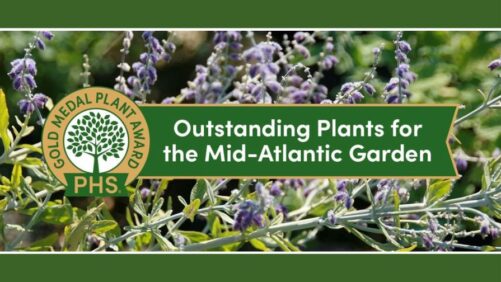 6 Gold Medal Plant Award Winners from the Pennsylvania Horticultural Society