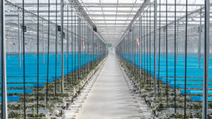 We have a greenhouse to suit you!