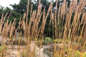 Indian grass