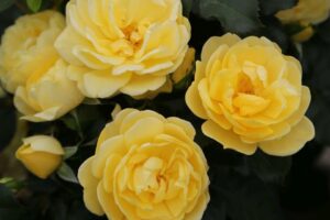 Brick House Yellow