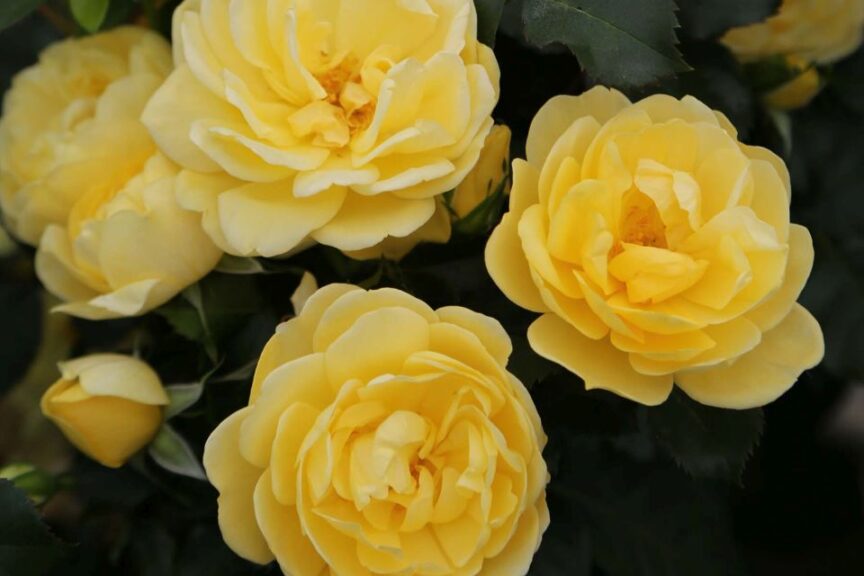 Brick House Yellow