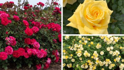 Star Roses and Plants Introduces New Roses for 2027