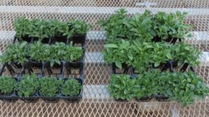 Suntory Group Develops Horticultural Soil Material Using Manufacturing Residues