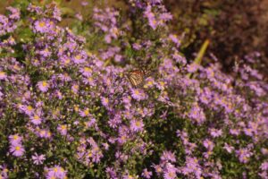 Smooth aster