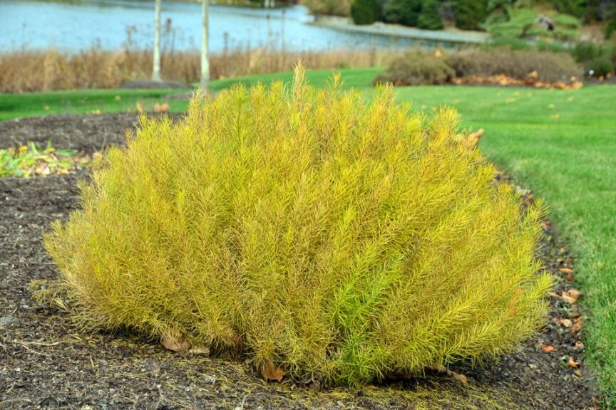 Verdant Venture (fall color)
