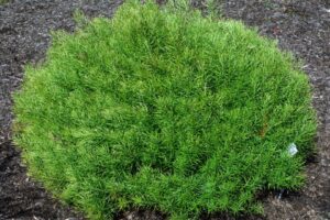 Verdant Venture (summer color)