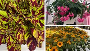 What Makes a New Variety Worth the Space