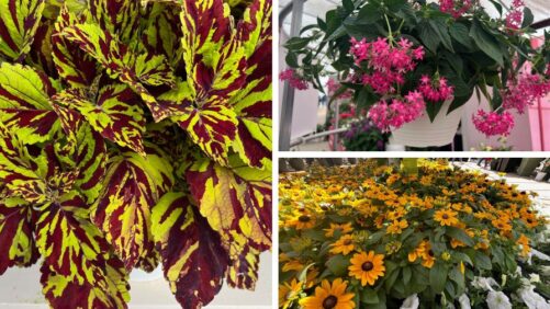 What Makes a New Variety Worth the Space