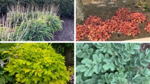 Who Needs Flowers with Foliage this Fun?
