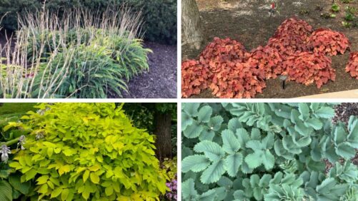Who Needs Flowers with Foliage this Fun?
