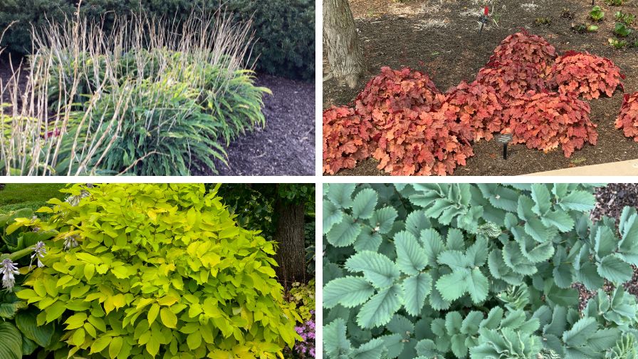 Who Needs Flowers with Foliage this Fun?