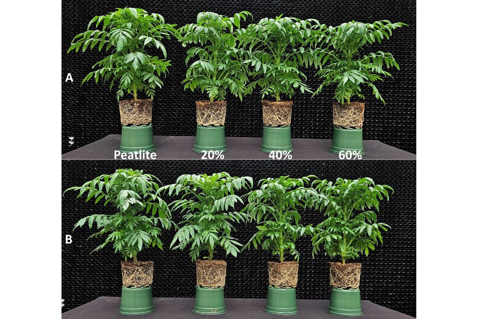 Figure 2. Marigolds grown in peatlite and three rates of A) extruded and B) hammer-milled white pine wood.